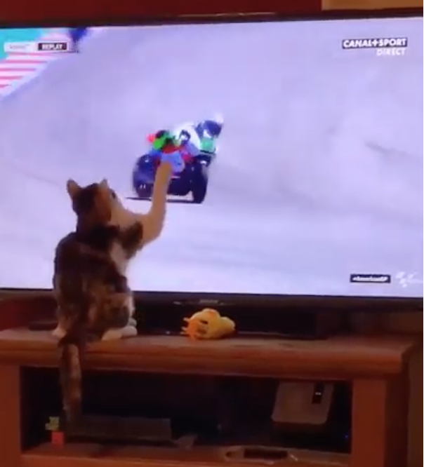 cat swipes cat swipes