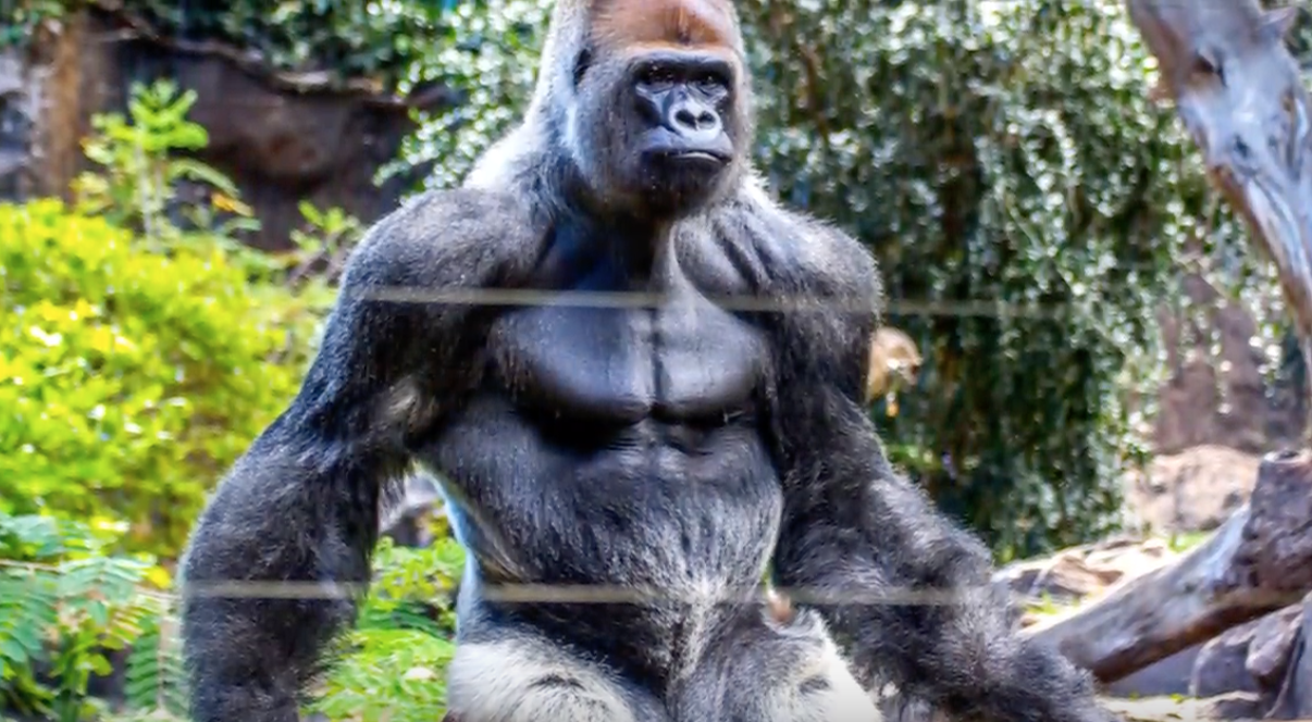 Strongest Animals In The World Viral Video Increditorial strongest-animals-in-the-world-viral-video-increditorial